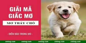 Mơ Thấy Chó Là Điềm Gì? Đánh Số Nào Hốt Bạc Liền Tay?